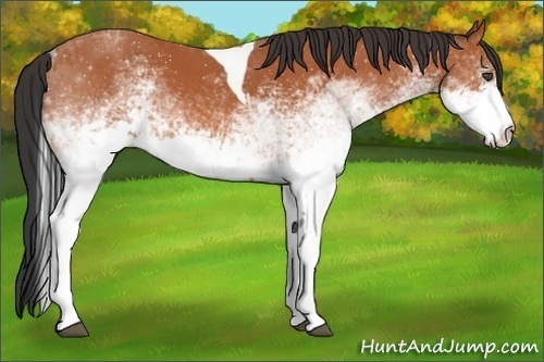 Horse Color:White Spotted Bay Tobiano 
