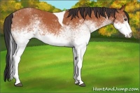 Horse Color:White Spotted Bay Tobiano