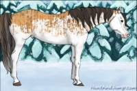 Horse Color:Buckskin Splash  and Buckskin Splash 