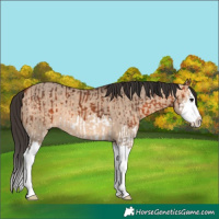 Horse Color:Bay Splash  and Bay Dun Splash 