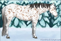 Horse Color:Bay Appaloosa 