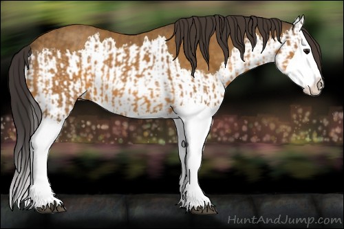 Horse Color:Buckskin Splash and Buckskin Splash