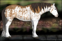 Horse Color:Buckskin Splash  and Buckskin Splash 
