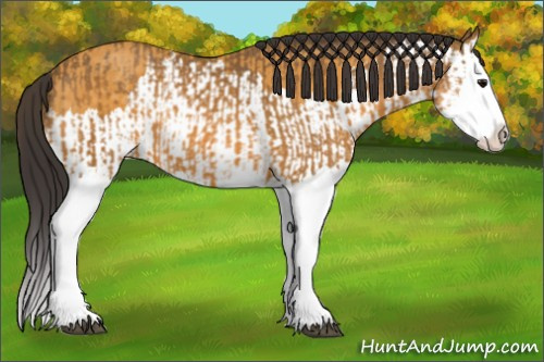 Horse Color:Buckskin Splash  and Buckskin Splash 