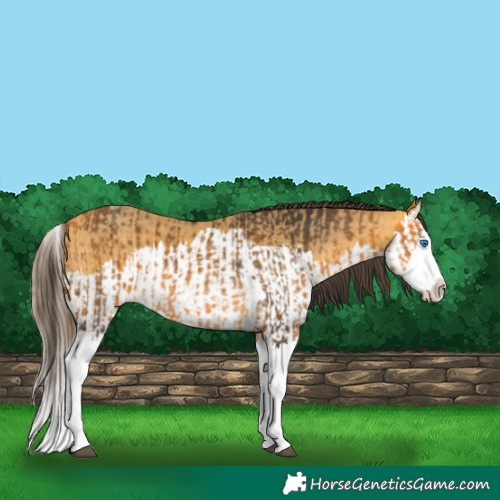 Horse Color:Buckskin Splash  and Amber Cream Champagne Splash 