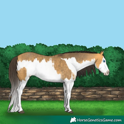 Horse Color:Buckskin Dun Splash and Buckskin Dun Splash