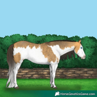 Horse Color:Buckskin Dun Splash  and Buckskin Dun Splash 