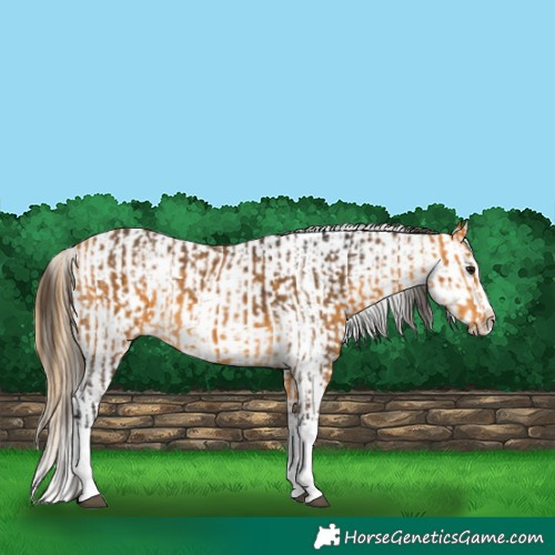 Horse Color:Buckskin Splash  and Buckskin Splash Appaloosa 