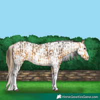 Horse Color:Buckskin Splash  and Buckskin Splash Appaloosa 
