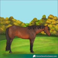 Horse Color:Bay 