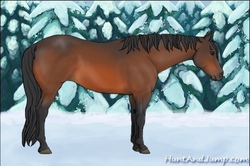 Horse Color:Brown 