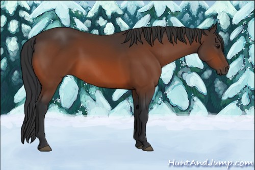 Horse Color:Brown 