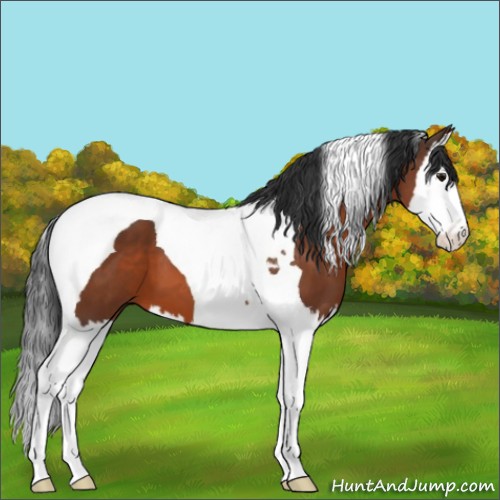 Horse Color:Bay Splash Tobiano