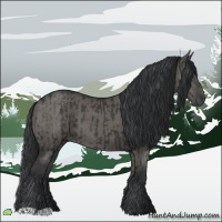 Horse Color:Black  and Grullo 