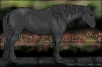 Horse Color:Black 