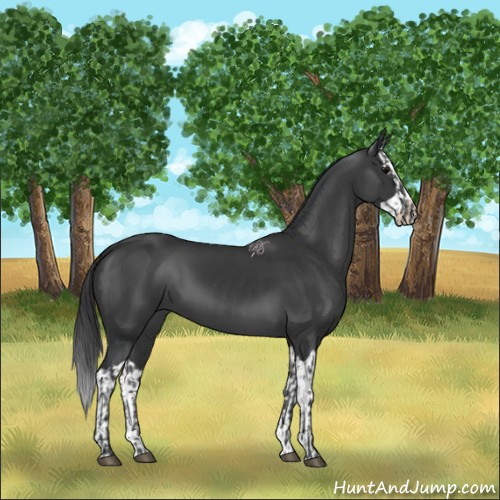 Horse Color:Black  and Black Splash 