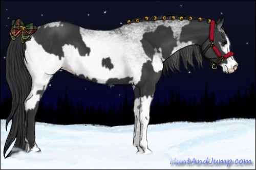 Horse Color:Black  and White Spotted Black 