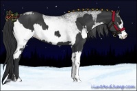 Horse Color:Black and White Spotted Black