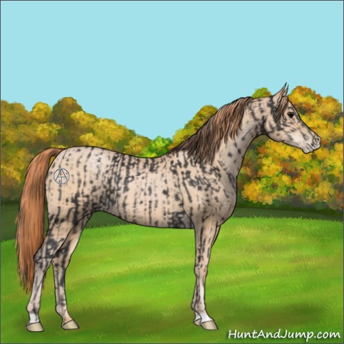 Horse Color:Black and Buckskin Pearl