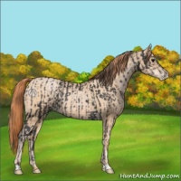 Horse Color:Black  and Buckskin Pearl 
