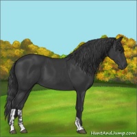 Horse Color:Black  and Black 
