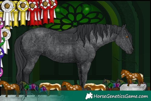 Horse Color:Black 