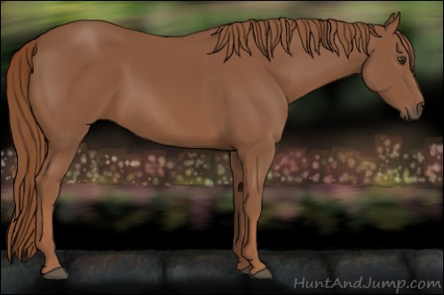 Horse Color:Chestnut 