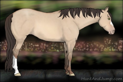 Horse Color:Amber Champagne Dun 