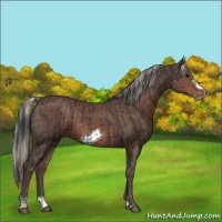 Horse Color:Black Frame  and Silver Black Frame 