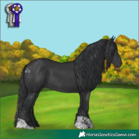 Horse Color:Black and Black