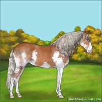 Horse Color:Silver Buckskin Splash