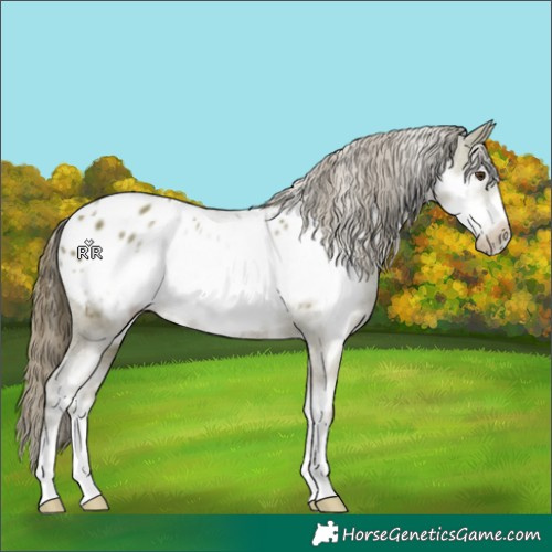 Horse Color:White Spotted Classic Champagne Frame Appaloosa 