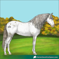 Horse Color:White Spotted Classic Champagne Frame Appaloosa 