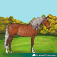 Horse Color:Silver Brown Rabicano 