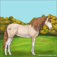 Horse Color:Buckskin Pearl Sabino 
