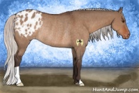 Horse Color:Silver Brown Dun Appaloosa Rabicano 