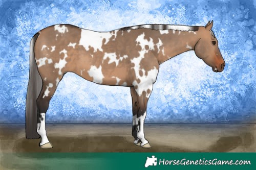 Horse Color:White Spotted Bay Dun 