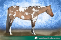 Horse Color:White Spotted Bay Dun