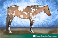 Horse Color:White Spotted Bay Dun 