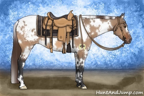 Horse Color:White Spotted Brown Dun Appaloosa 