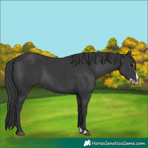 Horse Color:Black and Black Splash
