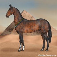 Horse Color:Black  and Brown 