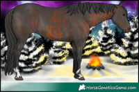 Horse Color:Brown  and Black 