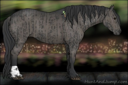 Horse Color:Black  and Black 