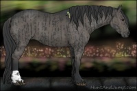 Horse Color:Black and Black