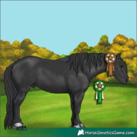 Horse Color:Black  and Black 