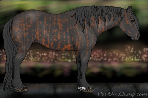 Horse Color:Brown  and Black 
