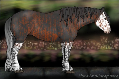 Horse Color:Brown and Black Splash