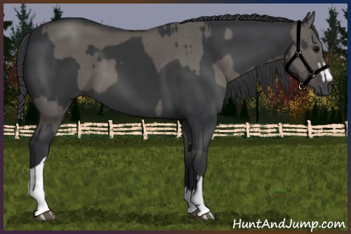 Horse Color:Grullo  and Black Splash 