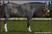 Horse Color:Grullo  and Black Splash 